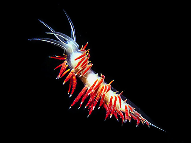 Coryphella lineata
